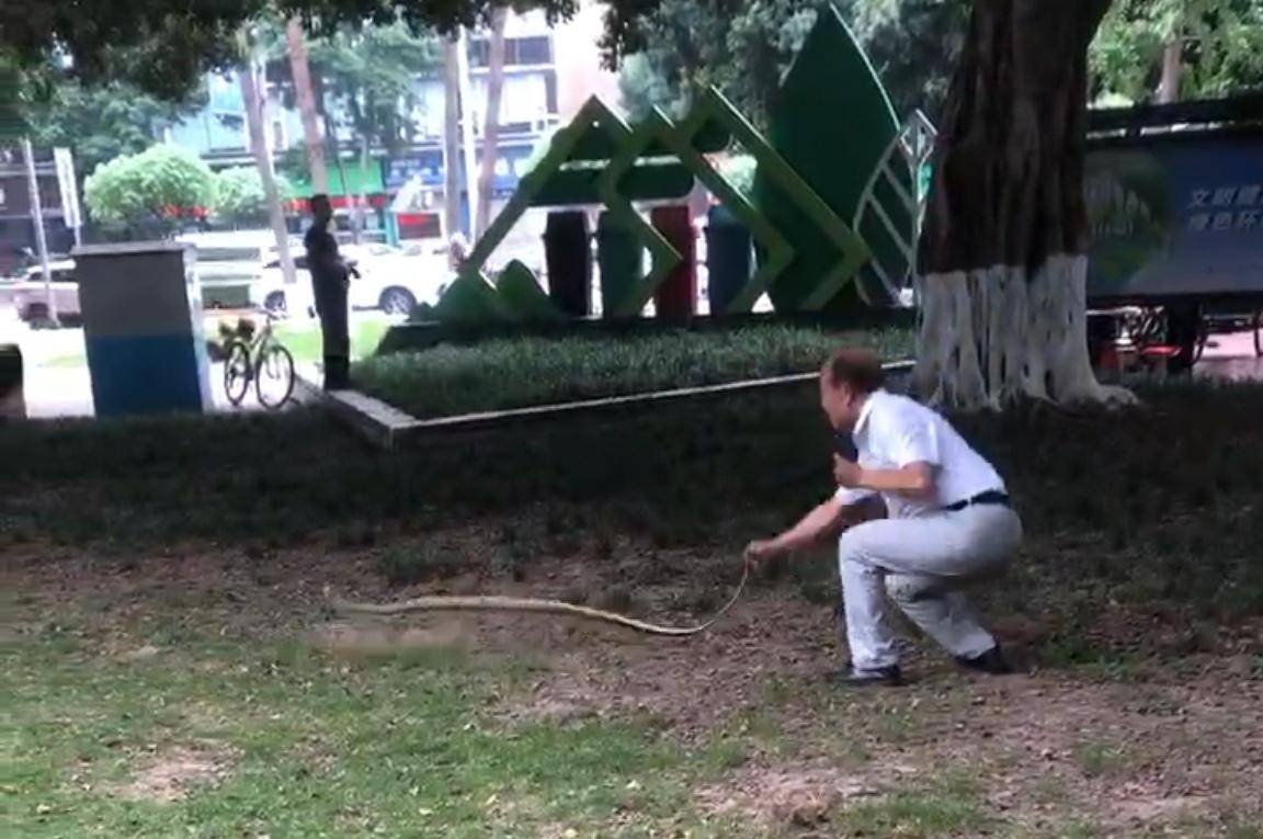 皇冠会员如何申请
_天降大蛇吓坏树下打牌阿姨皇冠会员如何申请
，“硬核”大爷徒手逮蛇抡摔 专家：不建议这样处理