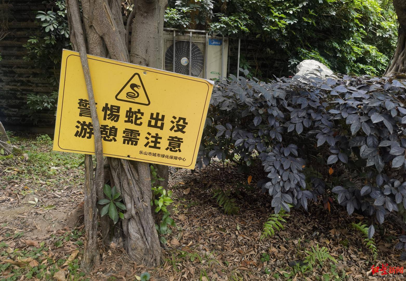皇冠会员如何申请
_天降大蛇吓坏树下打牌阿姨皇冠会员如何申请
，“硬核”大爷徒手逮蛇抡摔 专家：不建议这样处理